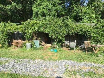 Grow a Kiwi Arbor for Shade and Fruit Image